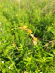Carex bicknellii