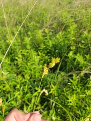 Carex bicknellii