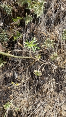 Delphinium hansenii hansenii