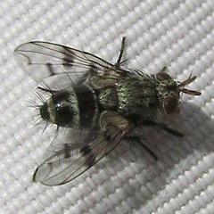 Homalactia harringtoni