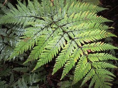 Parapolystichum microsorum