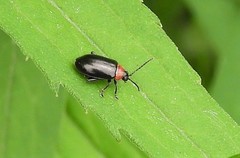 Disonycha xanthomelas