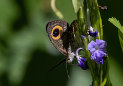 Ypthima aphnius