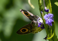 Ypthima aphnius