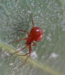 Ceratinopsidis formosa