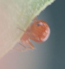 Ceratinopsidis formosa