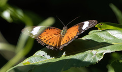 Cethosia penthesilea