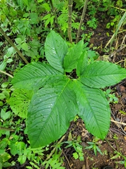 Xanthosoma wendlandii