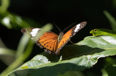 Cethosia penthesilea
