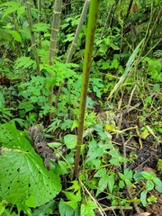 Xanthosoma wendlandii