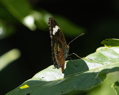 Cethosia penthesilea