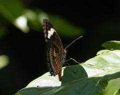 Cethosia penthesilea