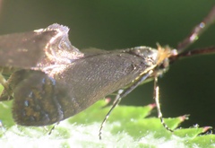 Adela caeruleella