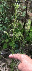 Borodinia missouriensis