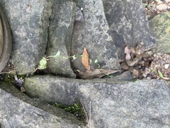 Triodanis biflora