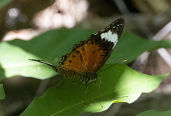 Cethosia penthesilea