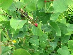 Harmandiola tremulae
