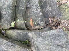 Triodanis biflora