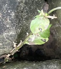 Triodanis biflora