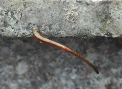 Haemadipsa