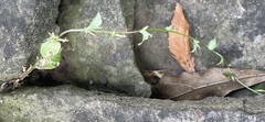 Triodanis biflora