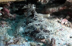 Cymbacephalus beauforti