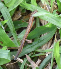 Haemadipsa