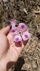 Clarkia purpurea viminea