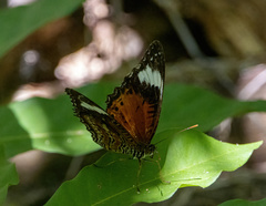 Cethosia penthesilea