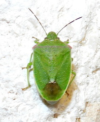 Thyanta custator accerra