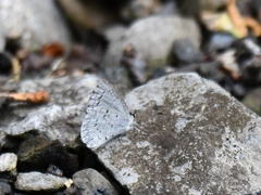 Celastrina serotina
