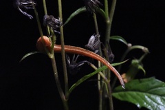 Haemadipsa