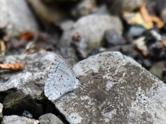 Celastrina serotina