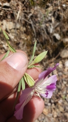 Clarkia purpurea viminea