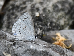 Celastrina serotina