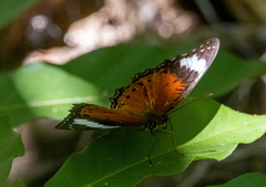 Cethosia penthesilea