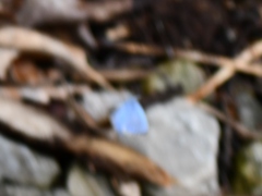 Celastrina serotina