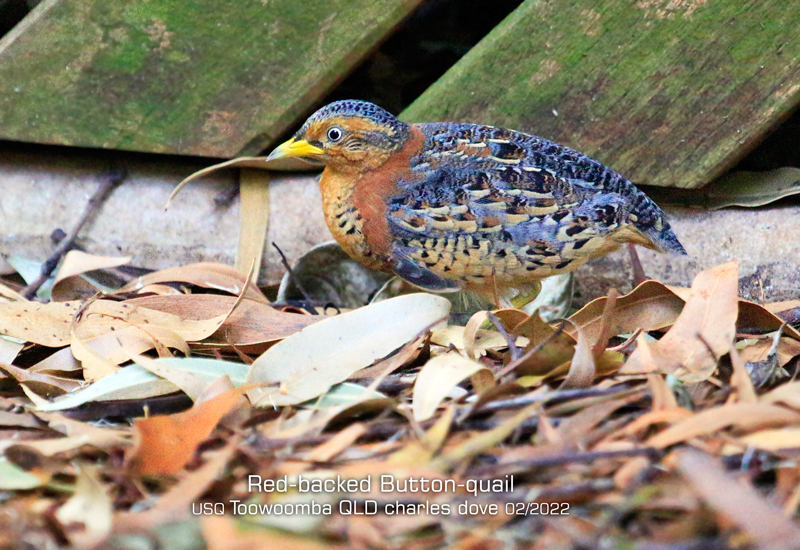 Red-backed Buttonquail (Turnix maculosus) photo