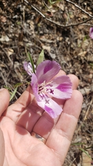 Clarkia purpurea viminea