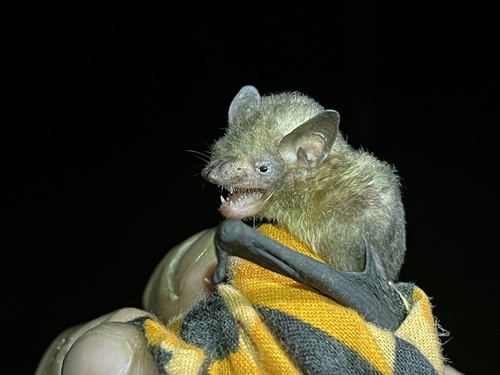 Thomas's Yellow Bat