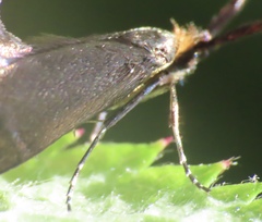 Adela caeruleella