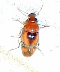 Diclidia