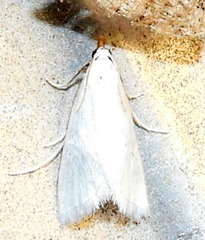 Leptosteges vestaliella