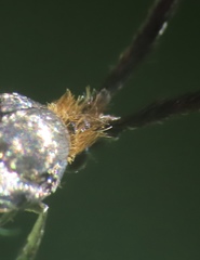 Adela caeruleella