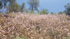 Clarkia purpurea viminea