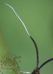 Adela caeruleella