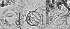 Cyclotella striata