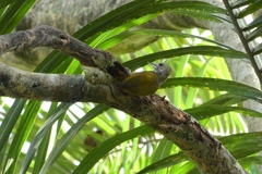 Dryobates passerinus