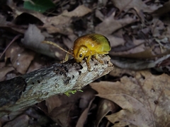 Monocesta coryli