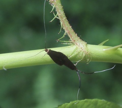Adela caeruleella